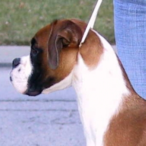 Chipper at 8.5 months