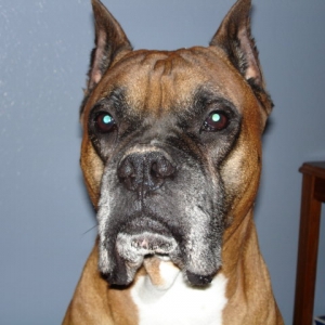Sir Tyson