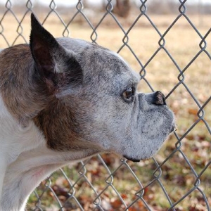 Cookie's 13th birthday