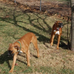 Bowe and Brasky