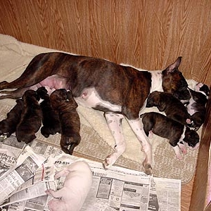 Maverick's Litter