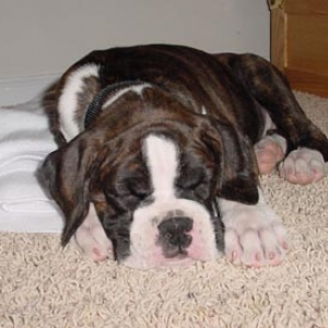 Sleepy Maverick