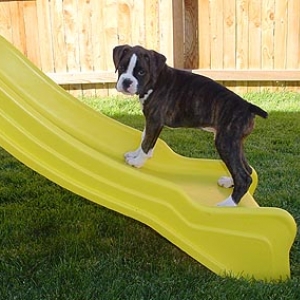 Agility Anyone?