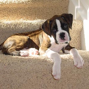 On the Steps