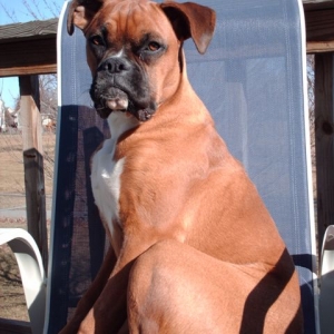 sadie's chair