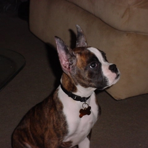 Cricket actually sitting still