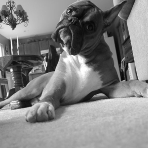 Did someone say 'dinner'?