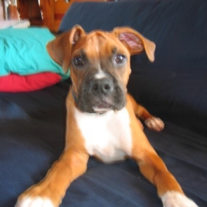 Perfect pup?