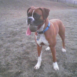 ball