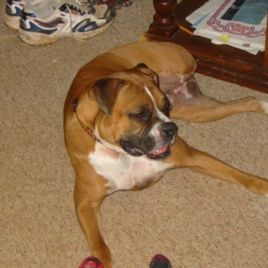 Rex just hanging out.