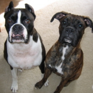 Jack and Raven