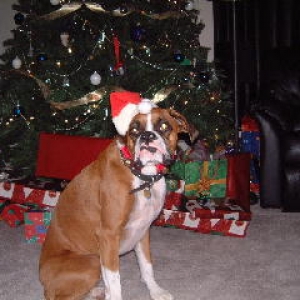 Santa Boxer