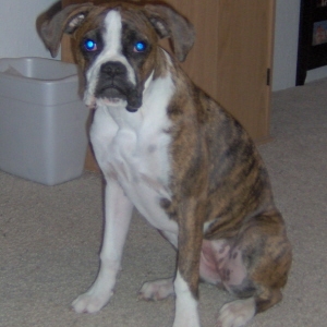 Goldie is getting so big.  6 mths