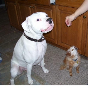 Oscar & Pepe
