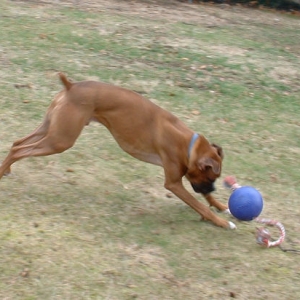 Samson's Jolly Ball