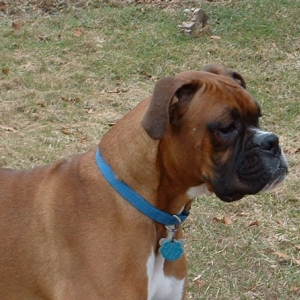 Samson's Head Shot