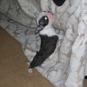 Annie and the couch