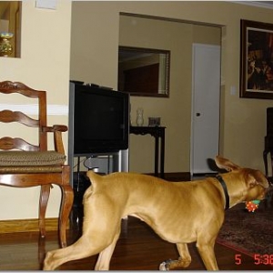 playing at 7 months