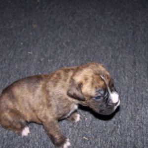 Baby Samson @ 2 1/2 weeks