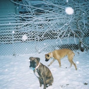 snow1