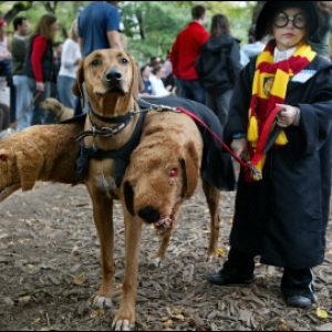 Ridgeback