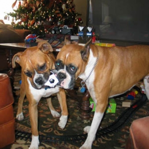 Dogs
