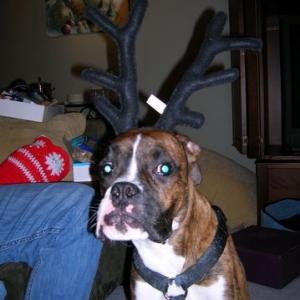 Lucky's Antlers