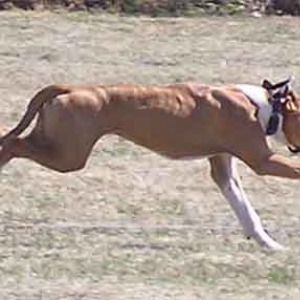 Demi Lure Coursing