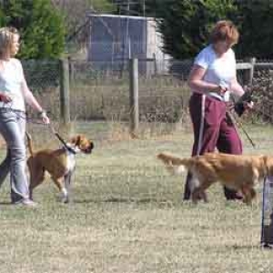 Demi and Tollers