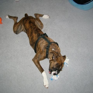 Lucky on Christmas Day