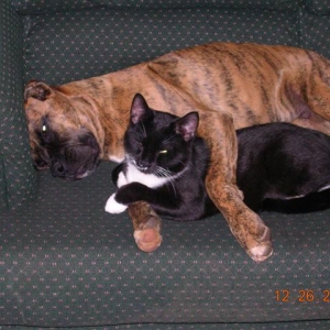Cuddlebugs