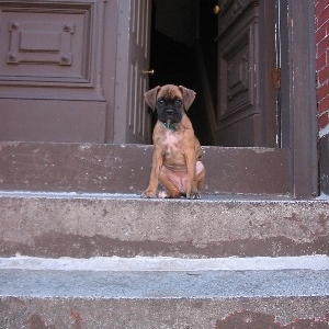 Boston Boxer