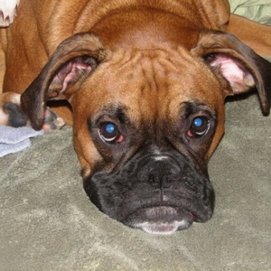 BrandyBoxerworldphoto