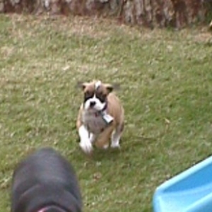 Abby - 8 Weeks