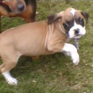 Abby Gayle - 8 weeks
