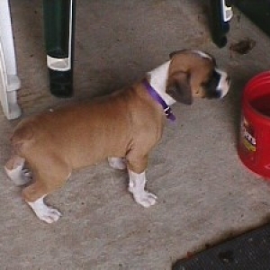 Abby growing fast...