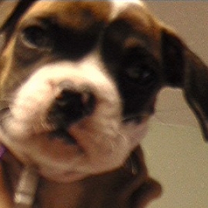 Abby - close up!