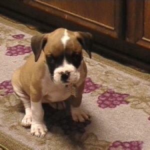 Abby - 8 weeks