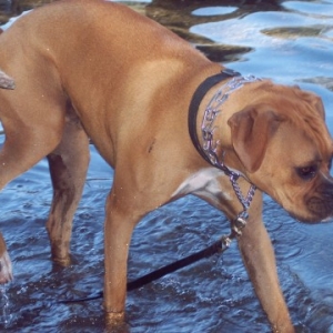 Dillon tip toeing thru the cold water in Mammoth