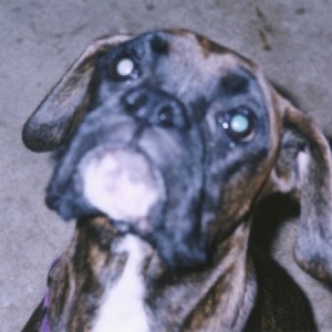 Brittney - Kaybie's Canine Mom