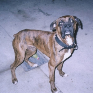 Tisen - Kaybie's Canine Dad