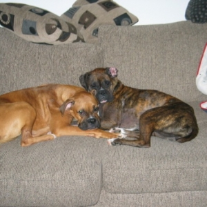 Brutus and Fiona chilling out...day 5