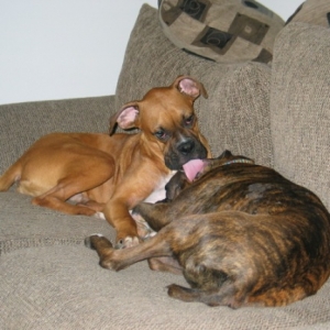 Brutus bonding with his step-sister