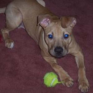 OH NO THE BIG BAD PIT BULL!
