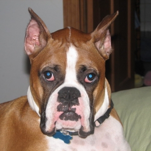 Distinguished Zeus