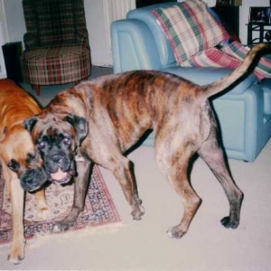 Boxer Dance