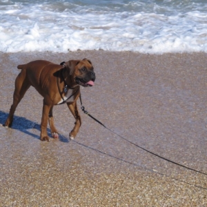running from the waves