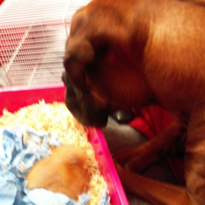Cinnamon and Porkchop
