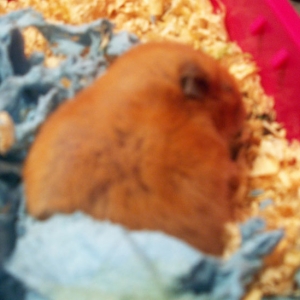 Cinnamon and Porkchop