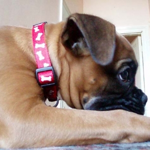 My girl Rubes 15 weeks.